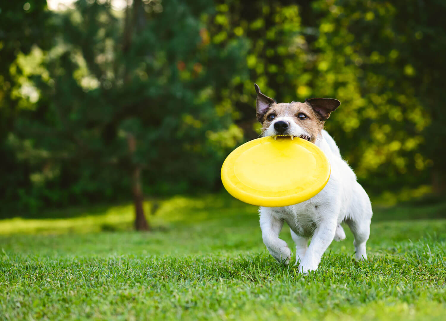 Pets-and-Pet-Care